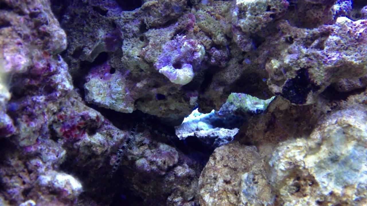 Mini Brittle Star