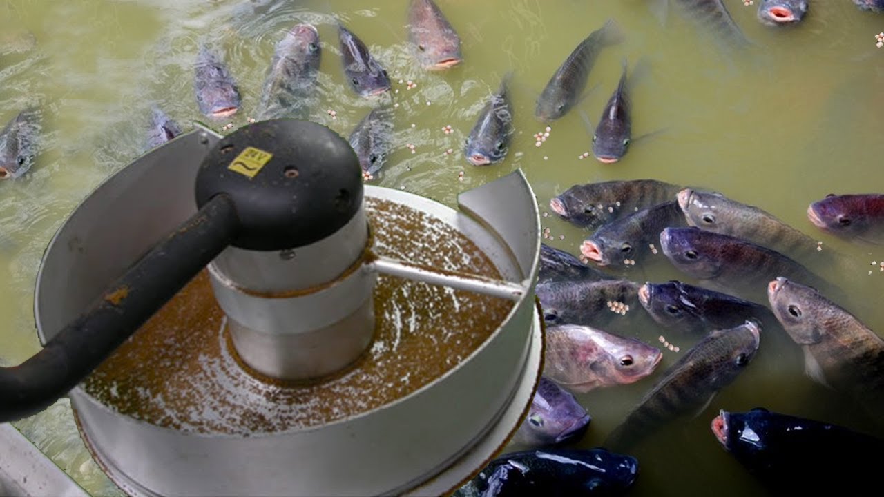 JADWAL PEMBERIAN PAKAN IKAN NILA, JANGAN BERI PAKAN PADA JAM INI