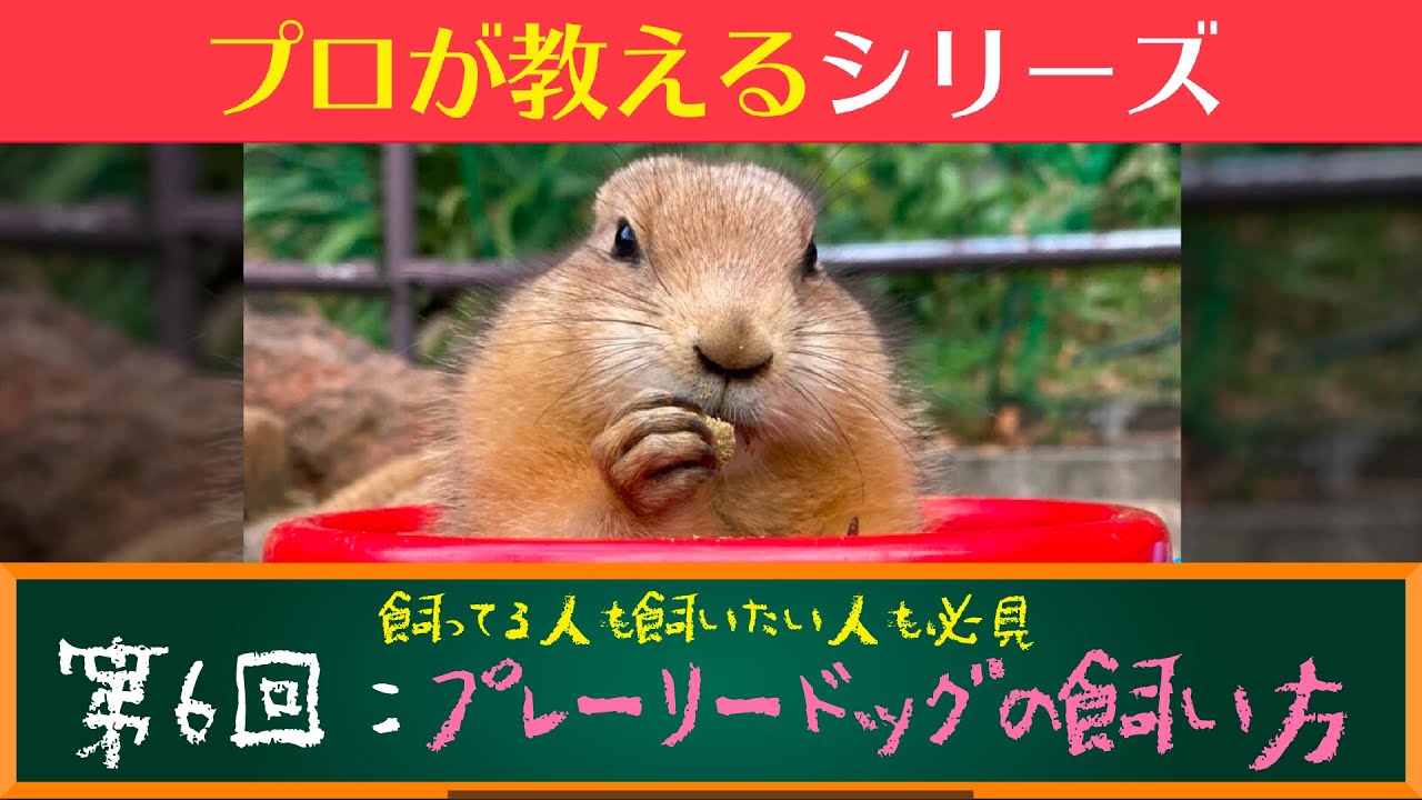 【徹底解説】プロが教える動物【プレーリードッグ】の飼い方