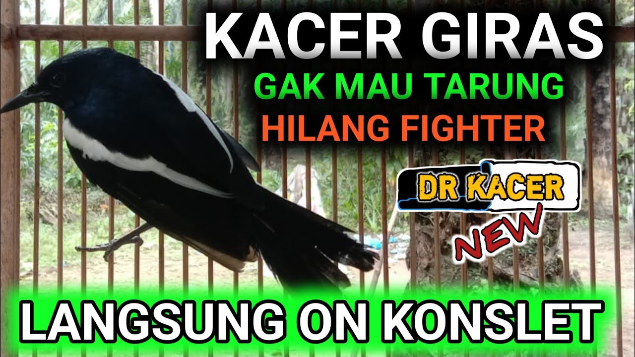 YANG PUNYA LANGSUNG KAGET ? KACER YANG TADINYA GAK MAU TARUNG LANGSUNG TARUNG | KACER GACOR ON PLAY