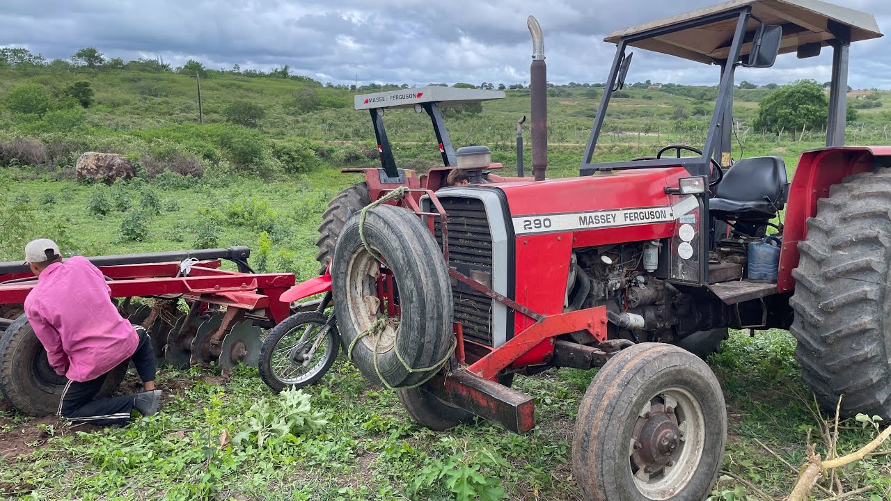 Dois tratores MF 290 derrubando o mato com a grade para plantar capim