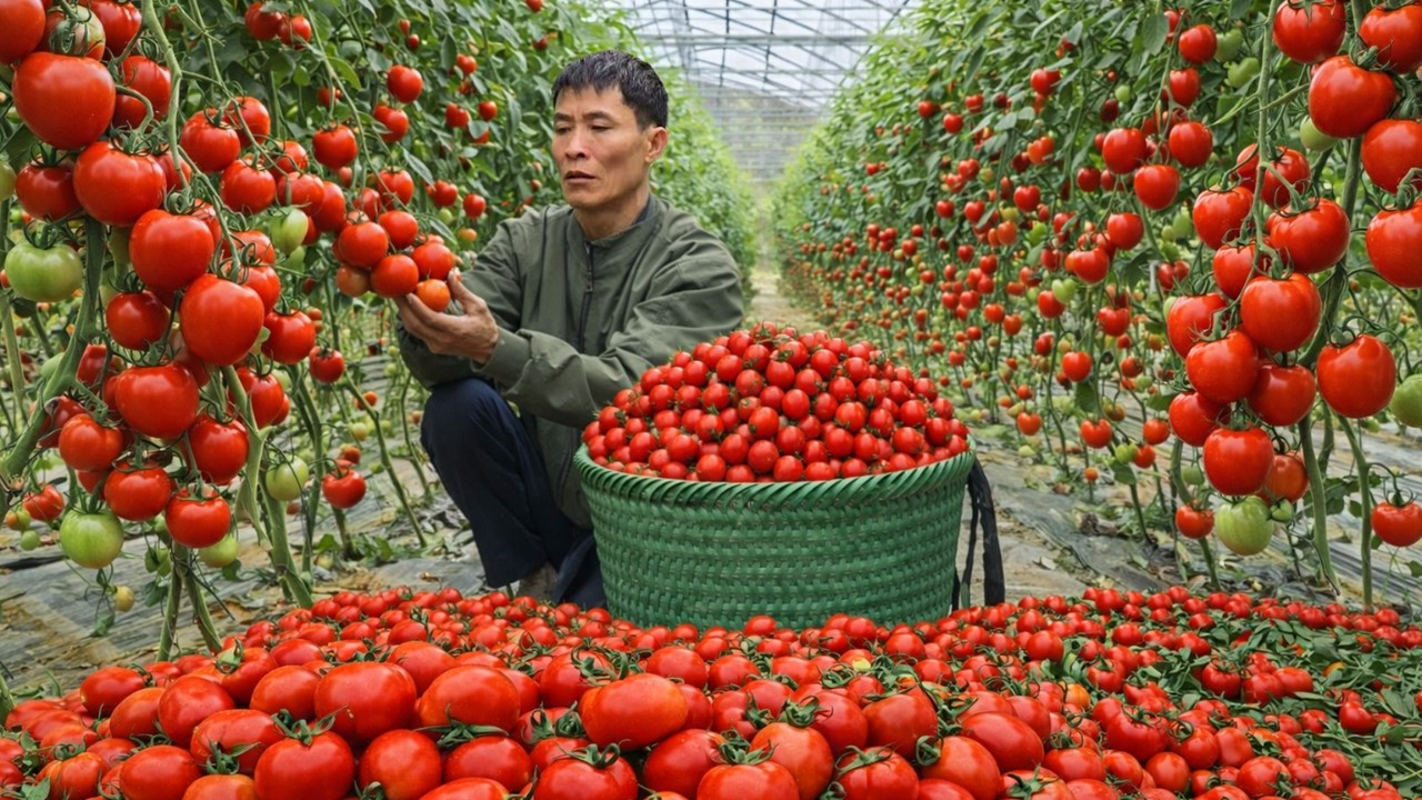 Harvesting Ripe Tomatoes & Selling at Market | Cooking a Simple Rural Meal Alone