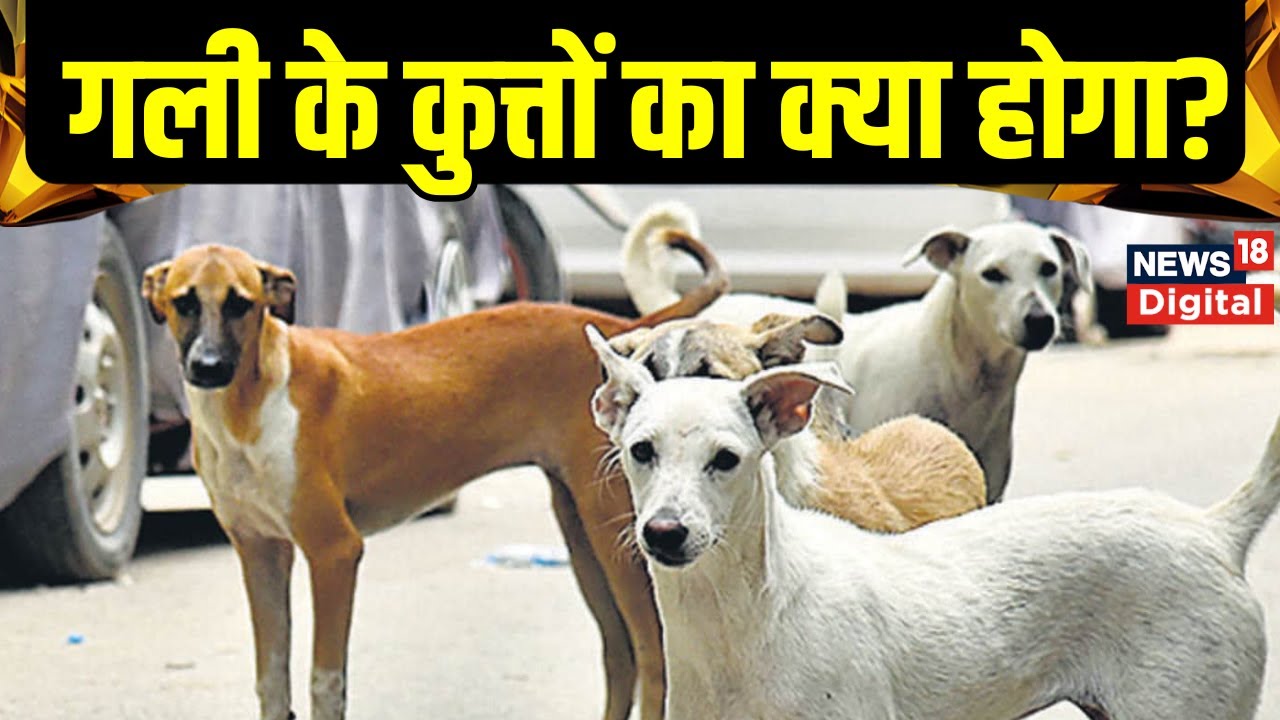 SC Order on Stray Dogs: गली के कुत्तों का क्या होगा। क्या कहता है Supreme Court का फैसला। Top News