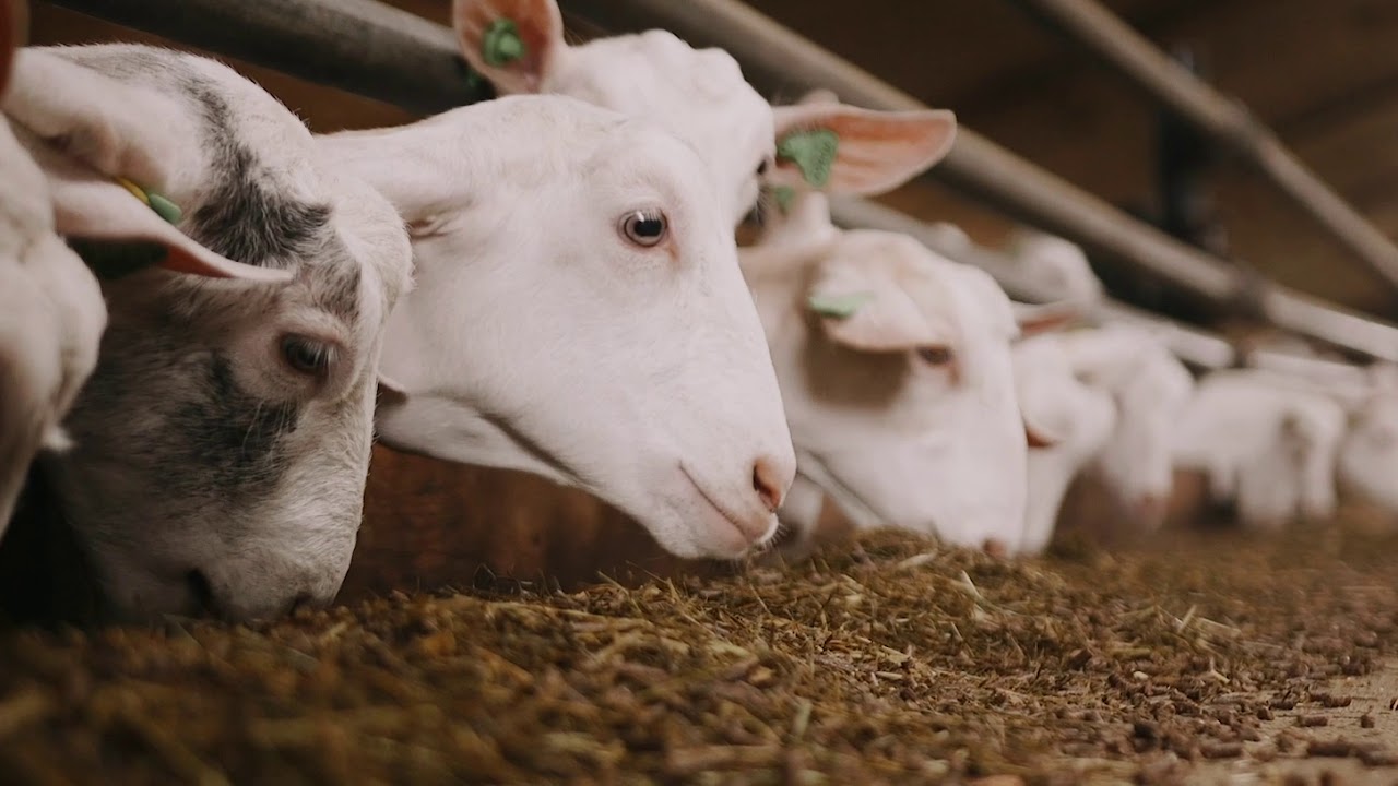 Ervaring FEEDR® voerrobot te Vragender
