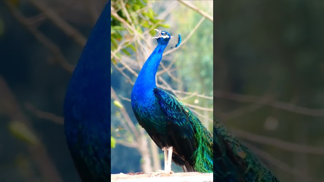 Peacock bird calling in the morning #animalsounds  #peacock #birds