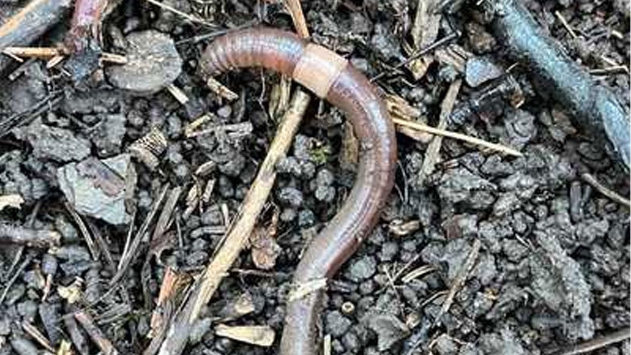 Invasive jumping worms prompt growing concern across Maine