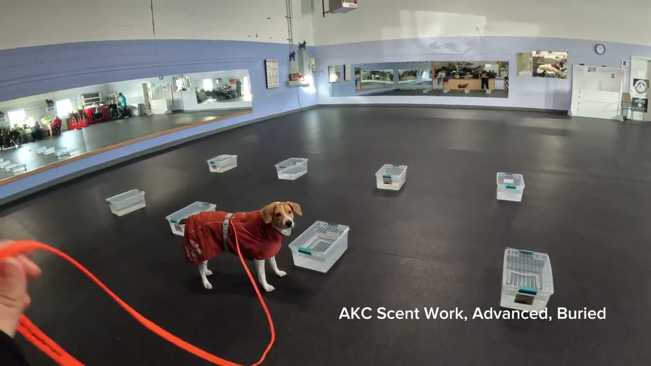 Remy - AKC Scent Work - Advanced - Buried (Leg 8)