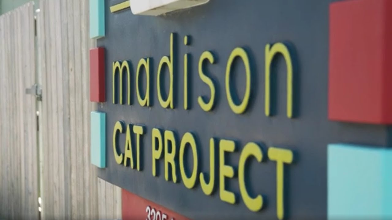 Madison Cat Project