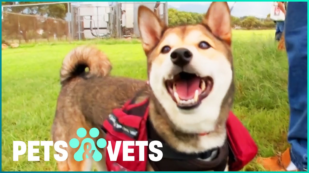 Is A Shiba Inu The Right Dog For You? | Pets In Paradise