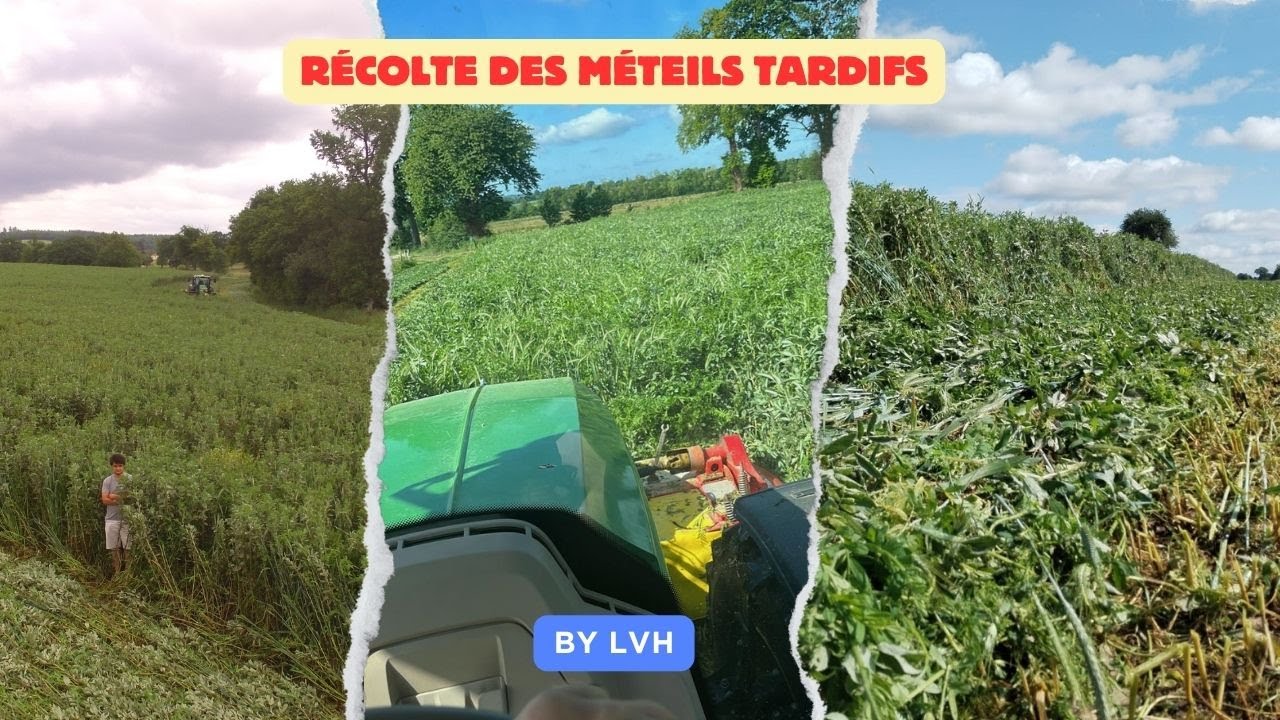 Récolte des méteils tardifs ! By LVH