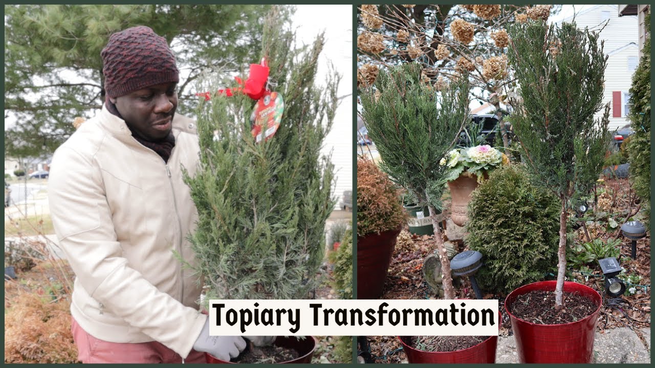 Turning Blue Point Junipers into Topiary| Jhuly's Aquatics & Gardening