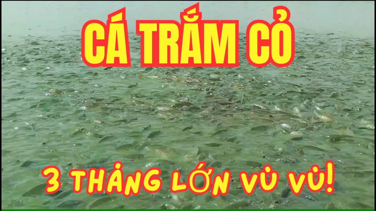 Cách Nuôi Cá Trắm Cỏ 3 Tháng Lớn Vù Vù | Không Cần Thuốc Tăng Trưởng