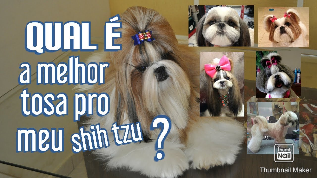 QUAL A MELHOR TOSA PRO SHIH TZU