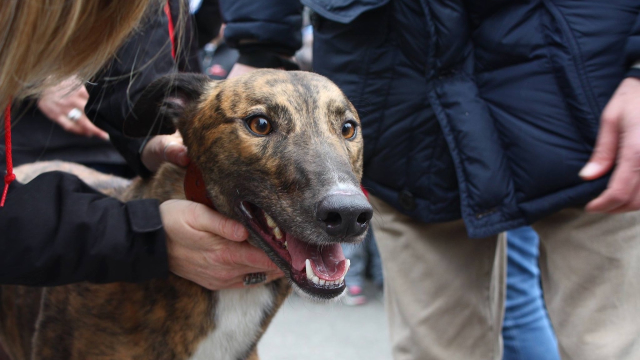 29 Irish Retired Greyhound for Gaci Italy February 11 2017 movie