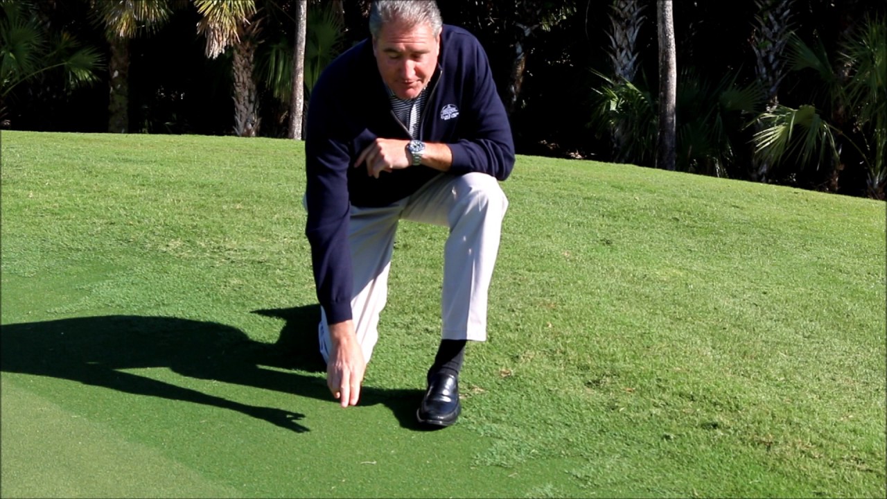 Tifgrand bermudagrass