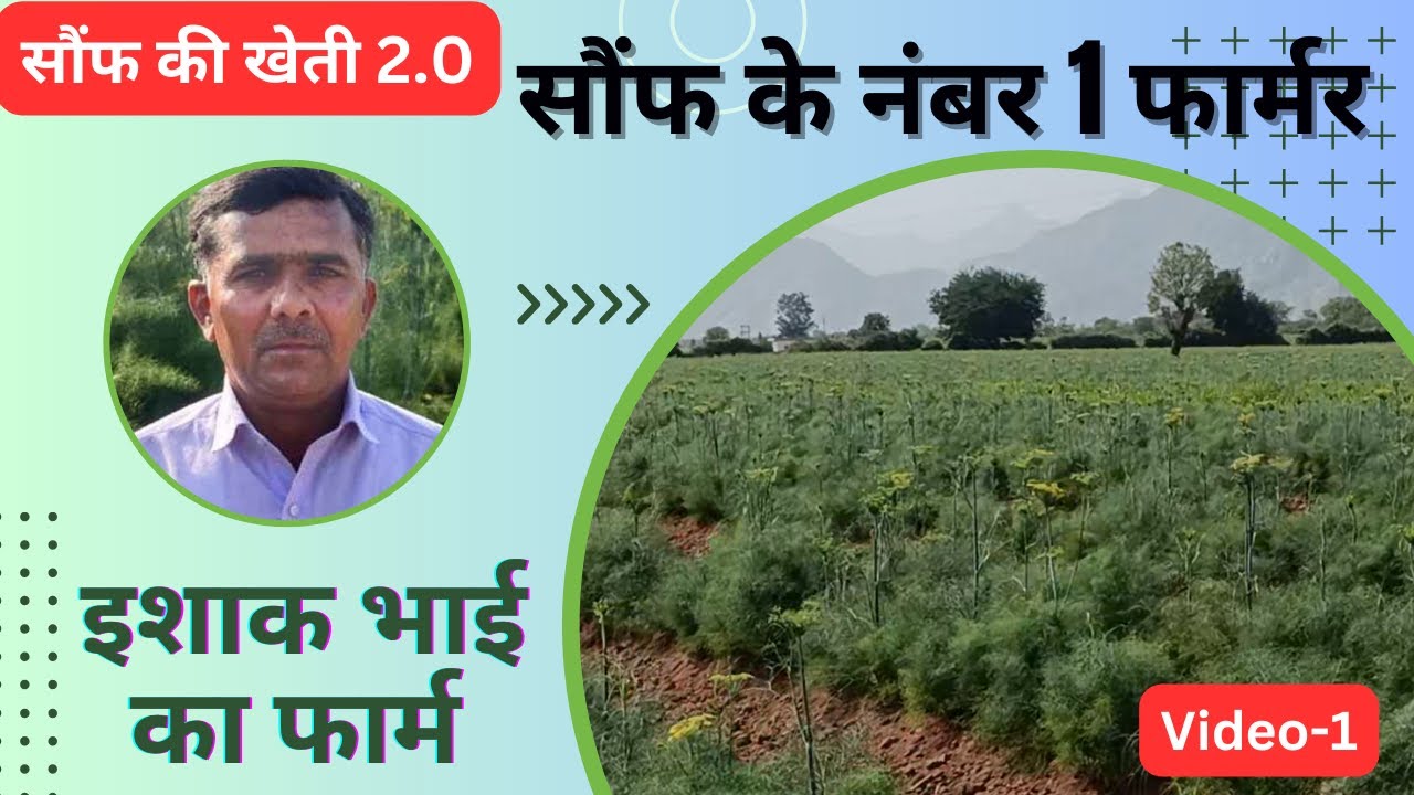 सौंफ का नंबर 1 फार्मर । इशाक भाई का फार्म।सौंफ की खेती 2.0 વરિયારી। #farming saunf ki kheti #fennel