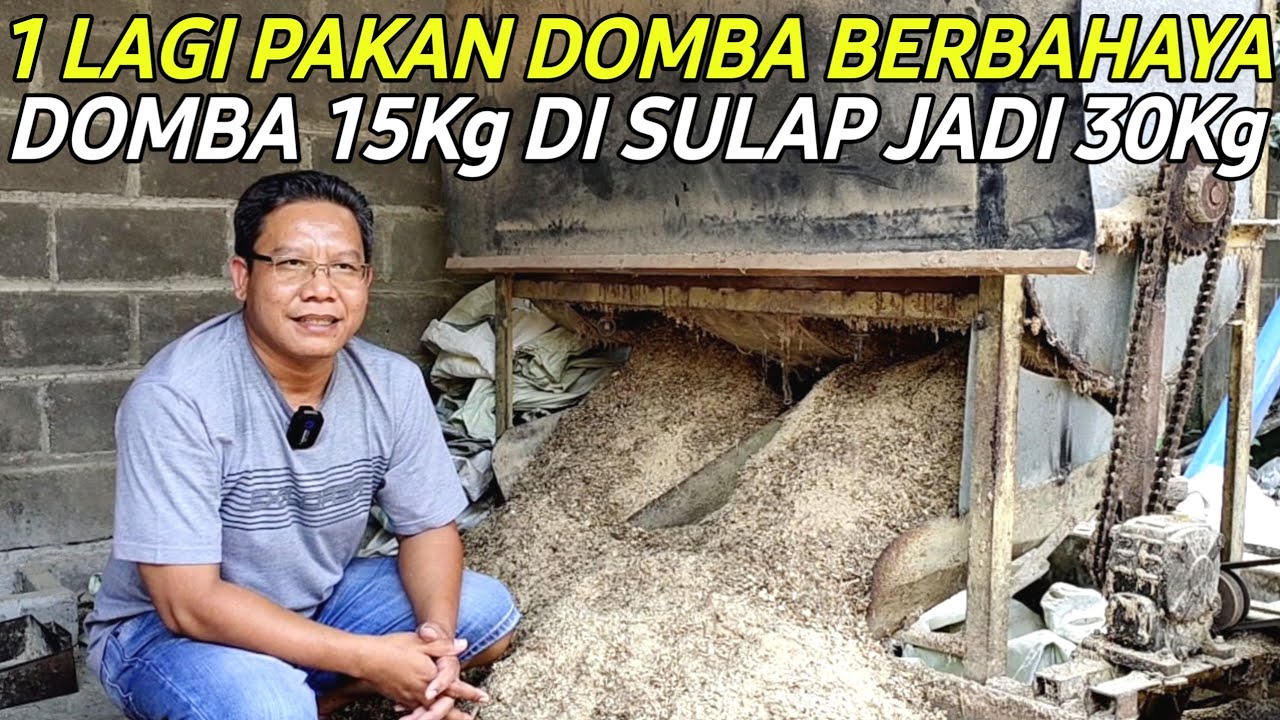 PAKAN KERING SUPER BAHAYA DOMBA 15KG DI SULAP JADI 30KG | CERITA PETERNAK SUKSES