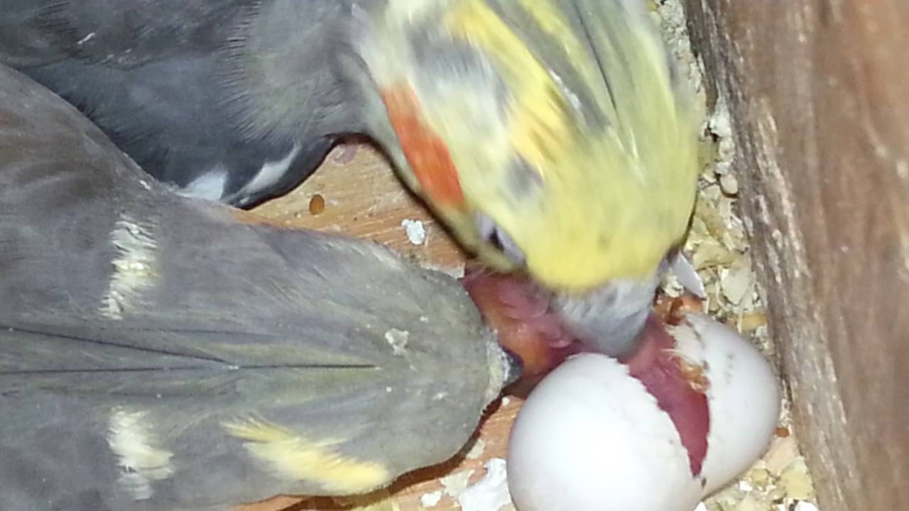 Ninfas ayudando a su bebe a salir del cascaron