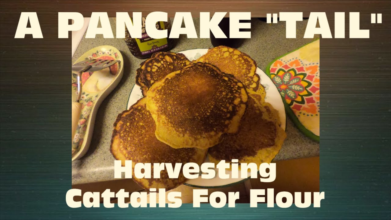 Cattail Pancakes - How To Harvest Cattails To Make Flour And Delicious Pancakes
