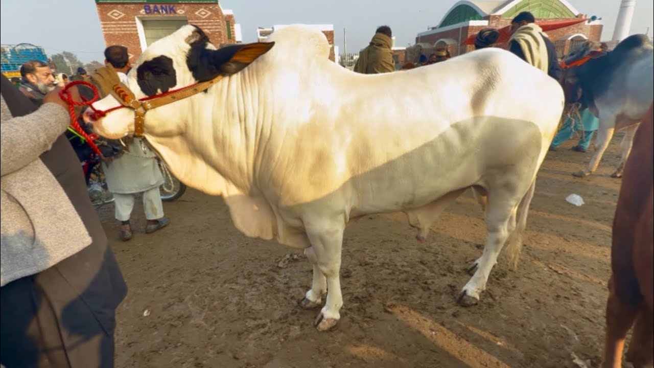 Desi Bachre Sahiwal Cholistani 2026 | Katy Mall | Lahori Shauk | Shapur Kanjra Mandi Lahore
