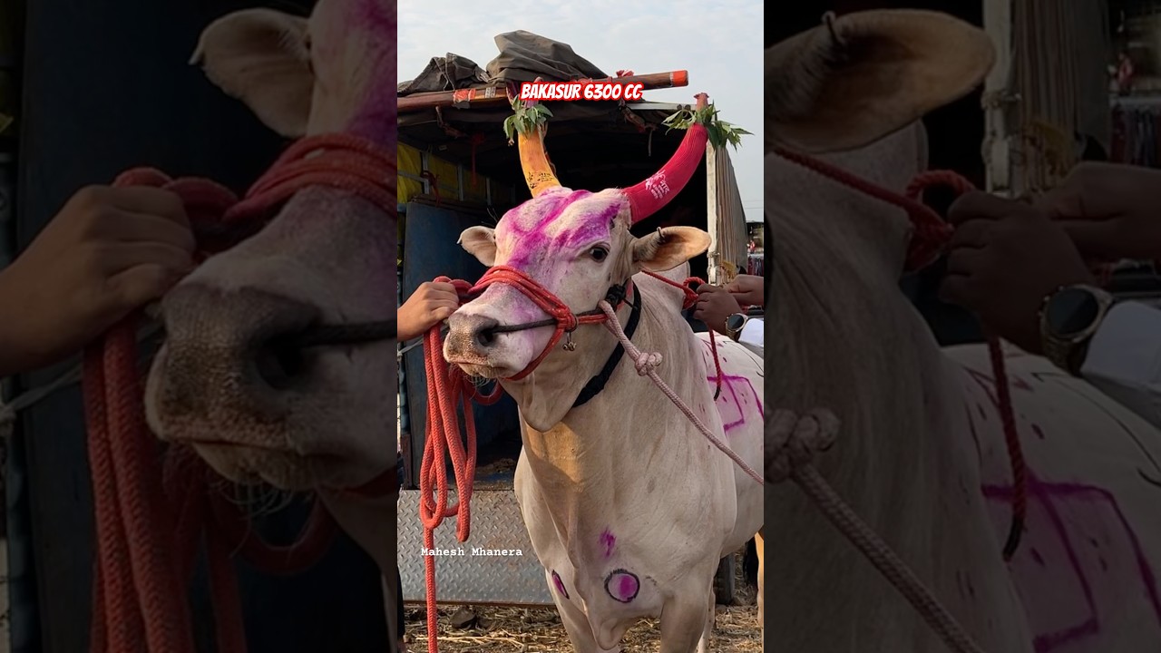Bakasur 6300 cc #bailgadapremi #cow #bailgadasharyat