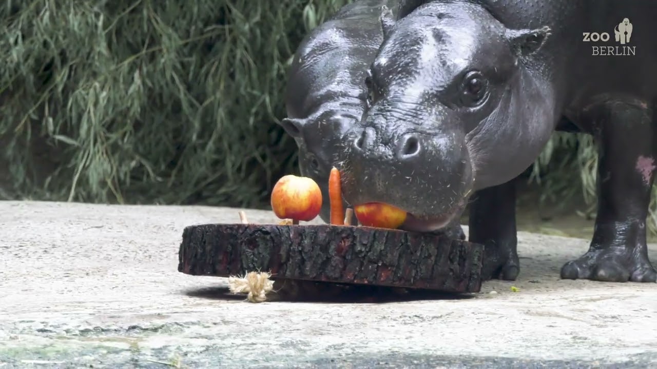 Enrichment für die Zwergflusspferde im Zoo Berlin - Enrichment for the pygmy hippos at Zoo Berlin