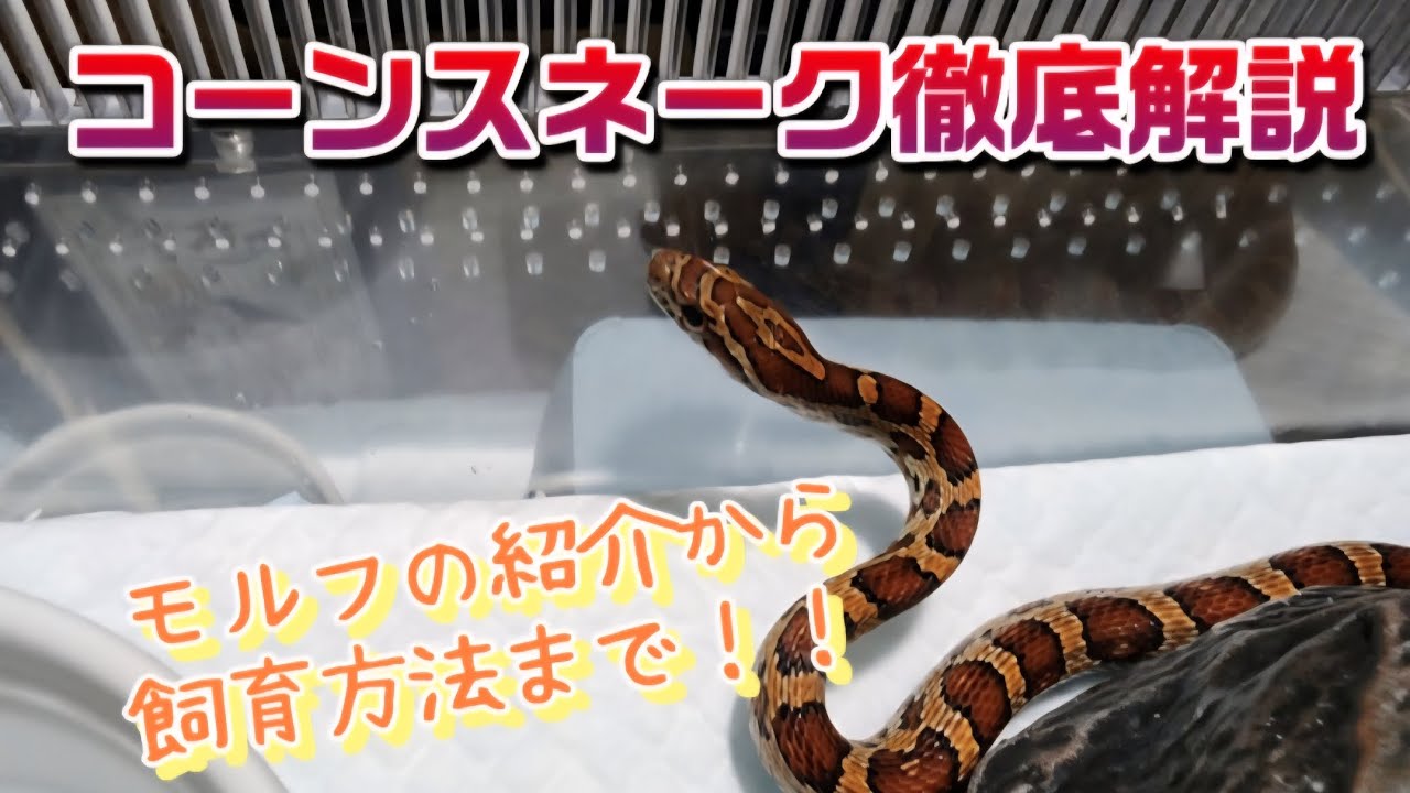 コーンスネーク徹底解説