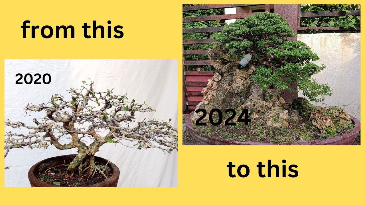 Update Bluebell bonsai / desmodium sp.