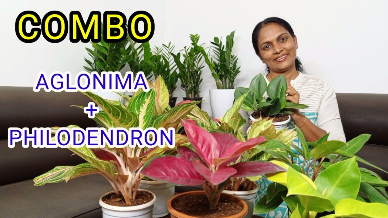 AGLONIMA/PHILODENDRON/COMBO OFFER/WHOLE SALE RATE/INDOOR PLANTS/LOW COST EASY CARE/ ONLINE PLANTS