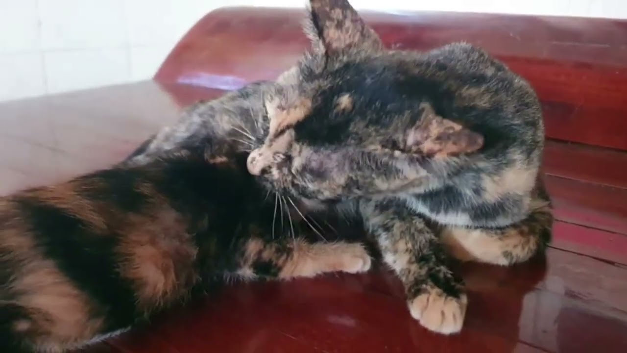 Mother cat and kitten so sweet together | on the bed - LuLu Kittens