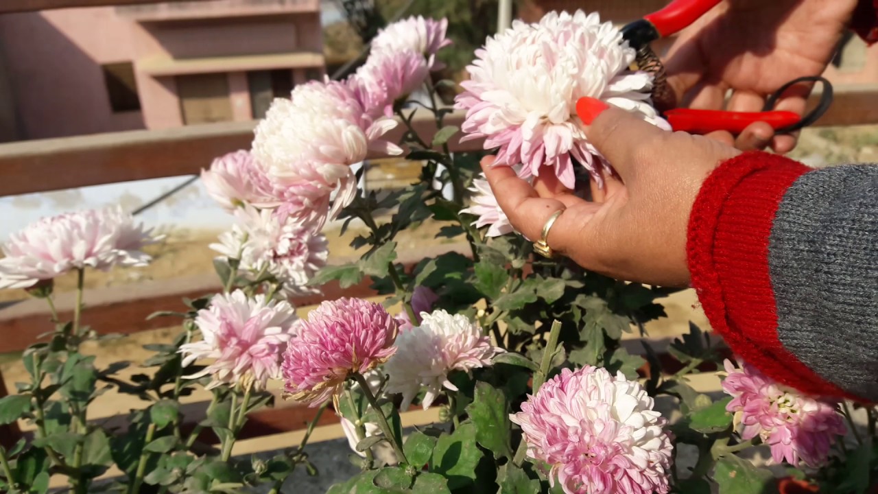 Care of Guldaudi/Chrysanthemum