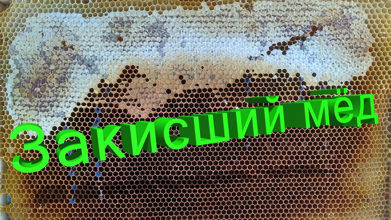 Профессор Кашковский про закисший мёд