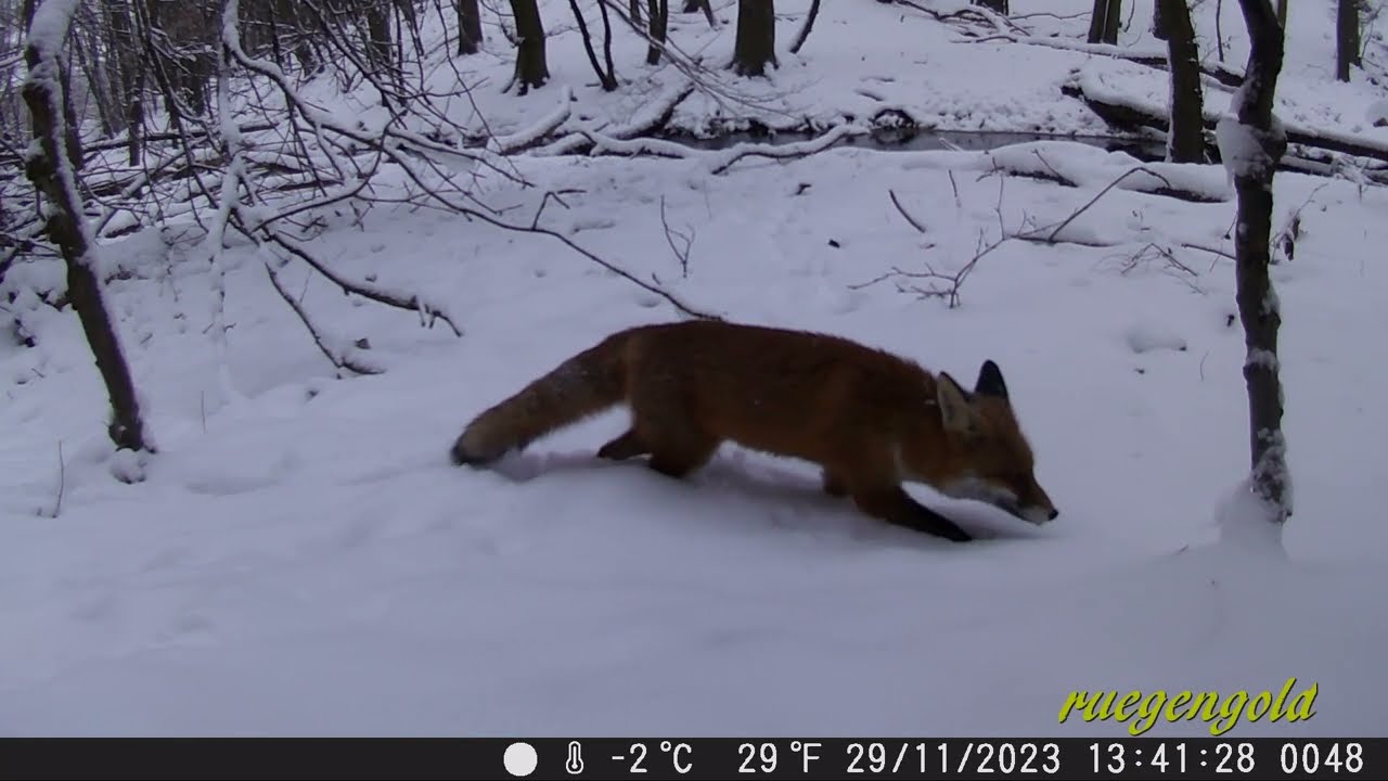 Tief im Wald - Wildkamera COOLIFE H8201 / Hunting & Trail Camera