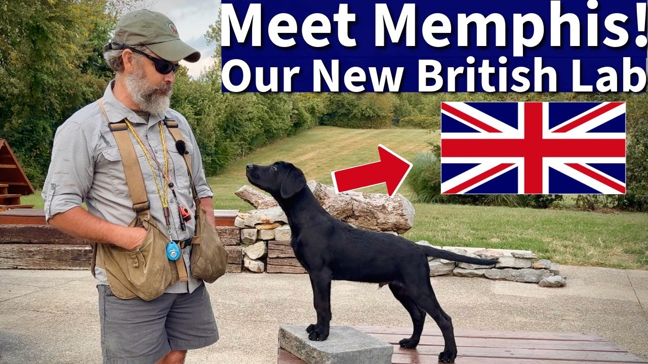 Meet Memphis: My New British Labrador Retriever!