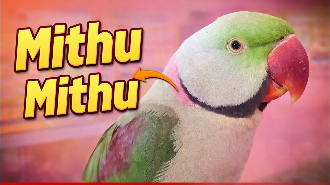 Mithu Mithu 🦜 | Cute Talking Parrot Video | Full Long Video #video 