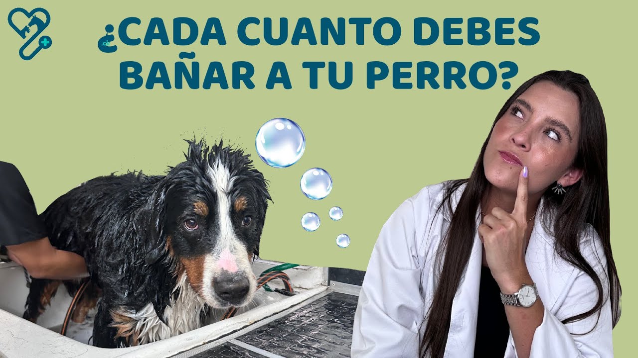 ¿CADA CUÁNTO TIEMPO DEBO BAÑAR A MI PERRO? - Lauvet