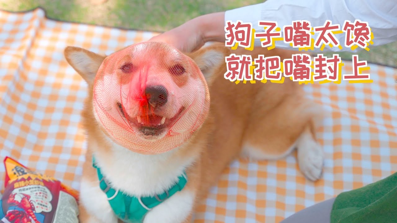 小狗嘴太馋，那就把嘴封上