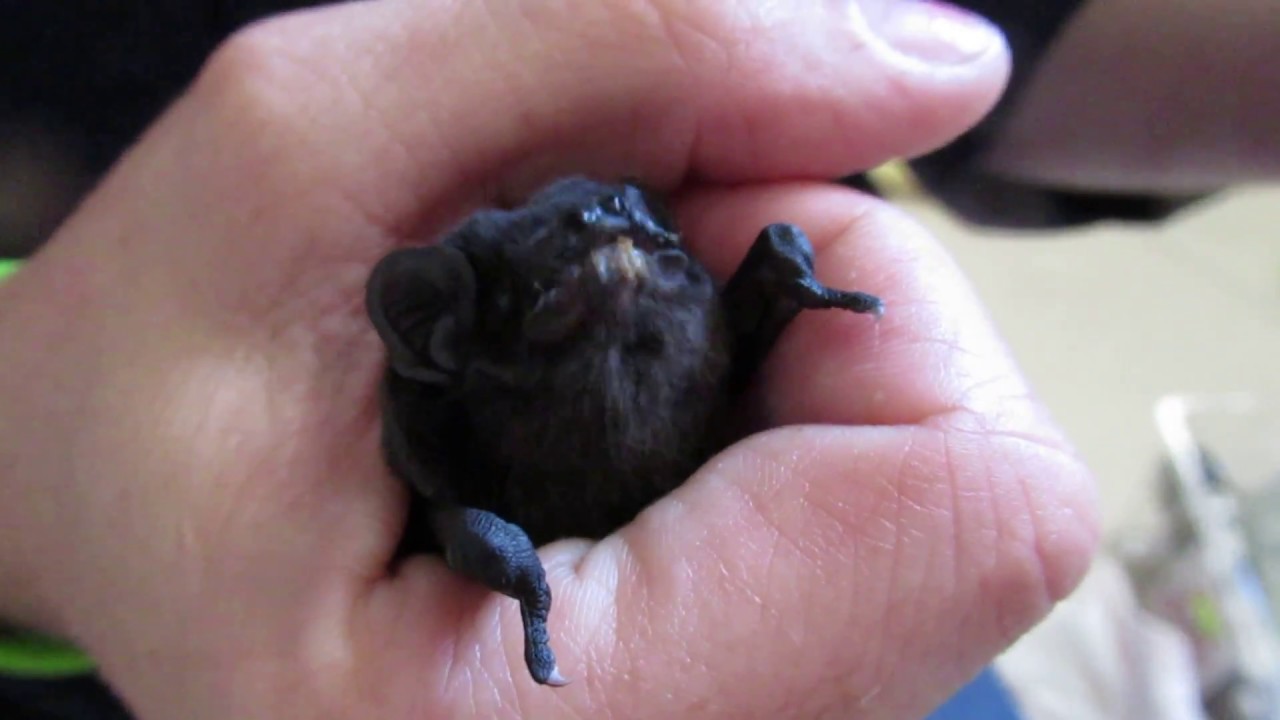 Hungry microbat enjoys his dinner