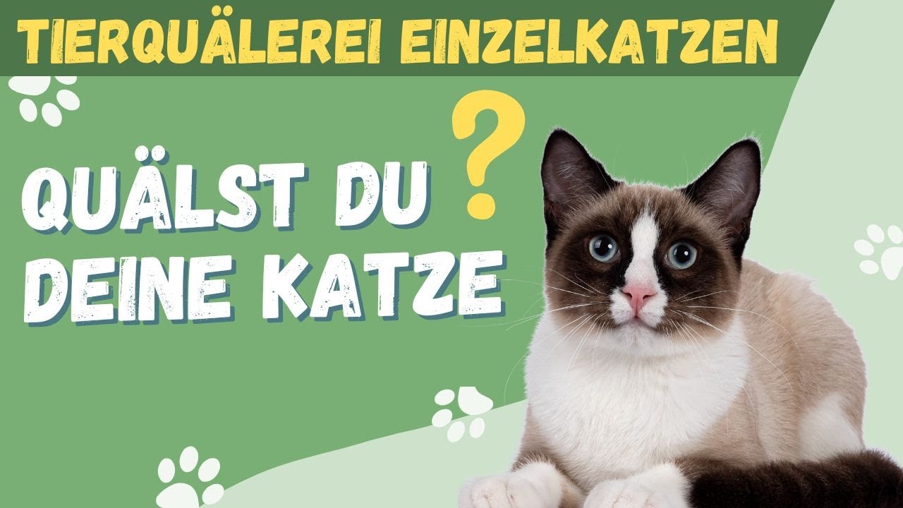 Tierquälerei Einzelkatzen!