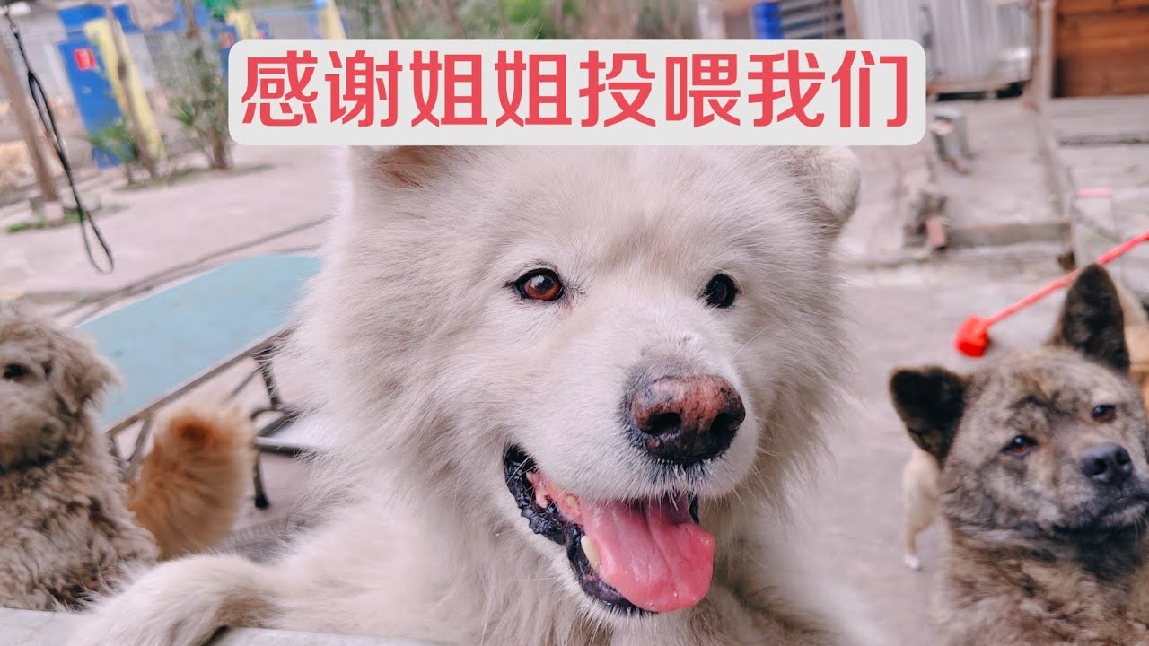感谢爱心的姐姐投喂我们，我们又吃到美味的鸡胸肉了。
