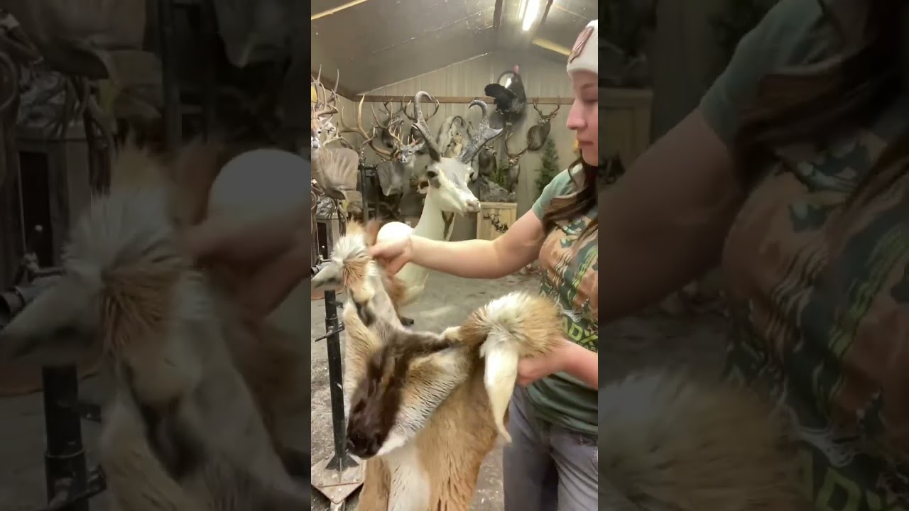 The quickest taxidermy you’ve ever seen 😎 #taxidermy #animals #antelope #art #wildlife #artist