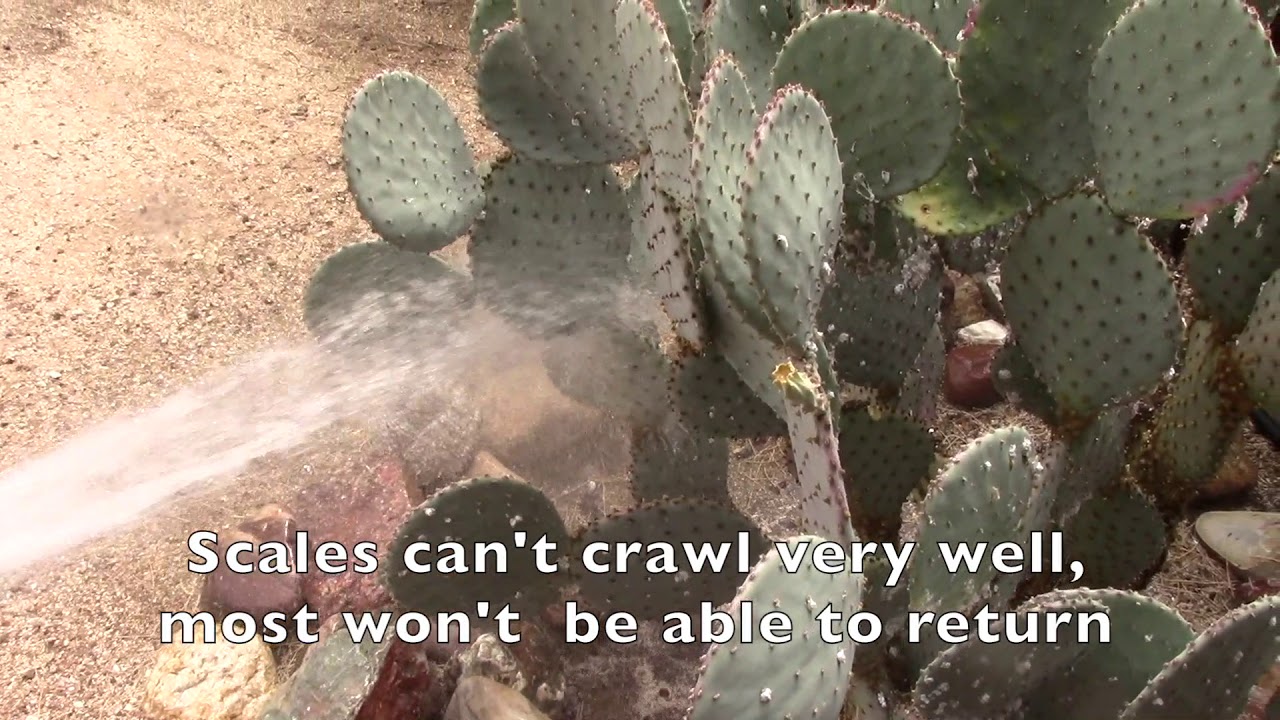 How to Remove Cochineal Scale