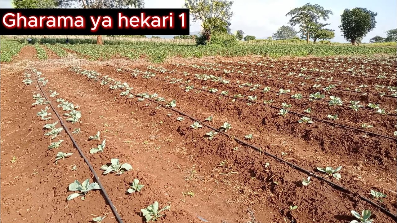 Gharama ya Kufunga Mfumo wa Umwagiliaji wa Matone kwa Hekari 1 – Vifaa, Ujuzi na Ushauri Kamili