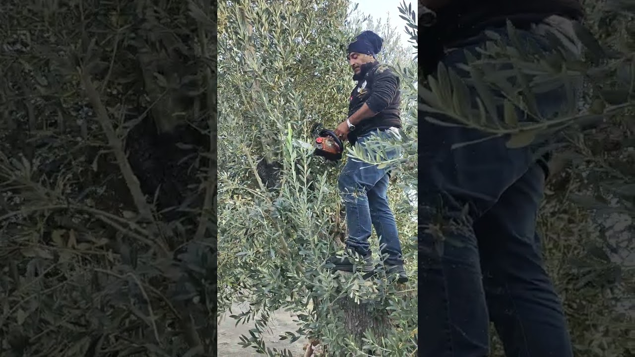 Tarihi zeytin agacında verime YÖNELİK gençleştirme budaması