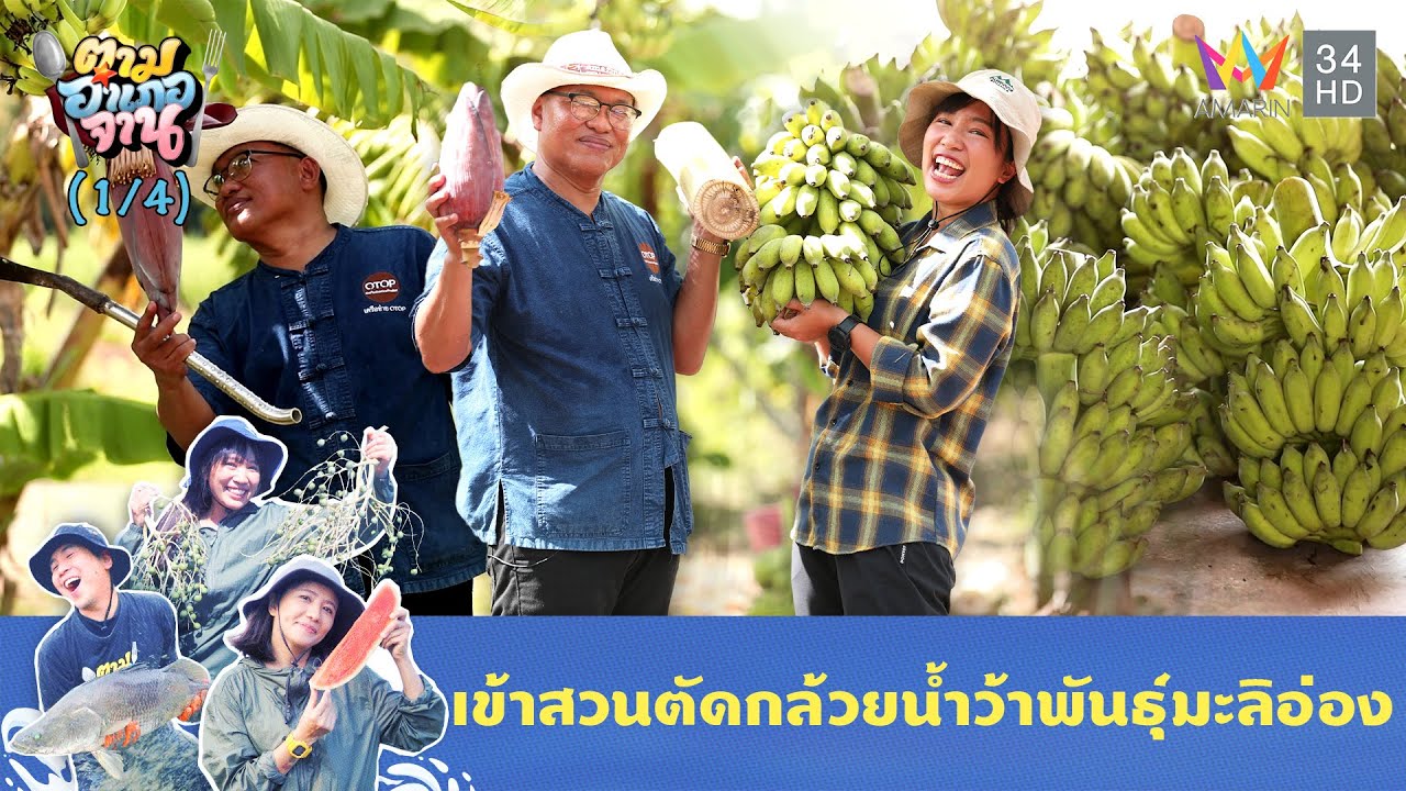 เข้าสวนตัดกล้วยน้ำว้าพันธุ์มะลิอ่อง สายพันธุ์โบราณ | ตามอำเภอจาน | 19 ส.ค. 68 (1/4)