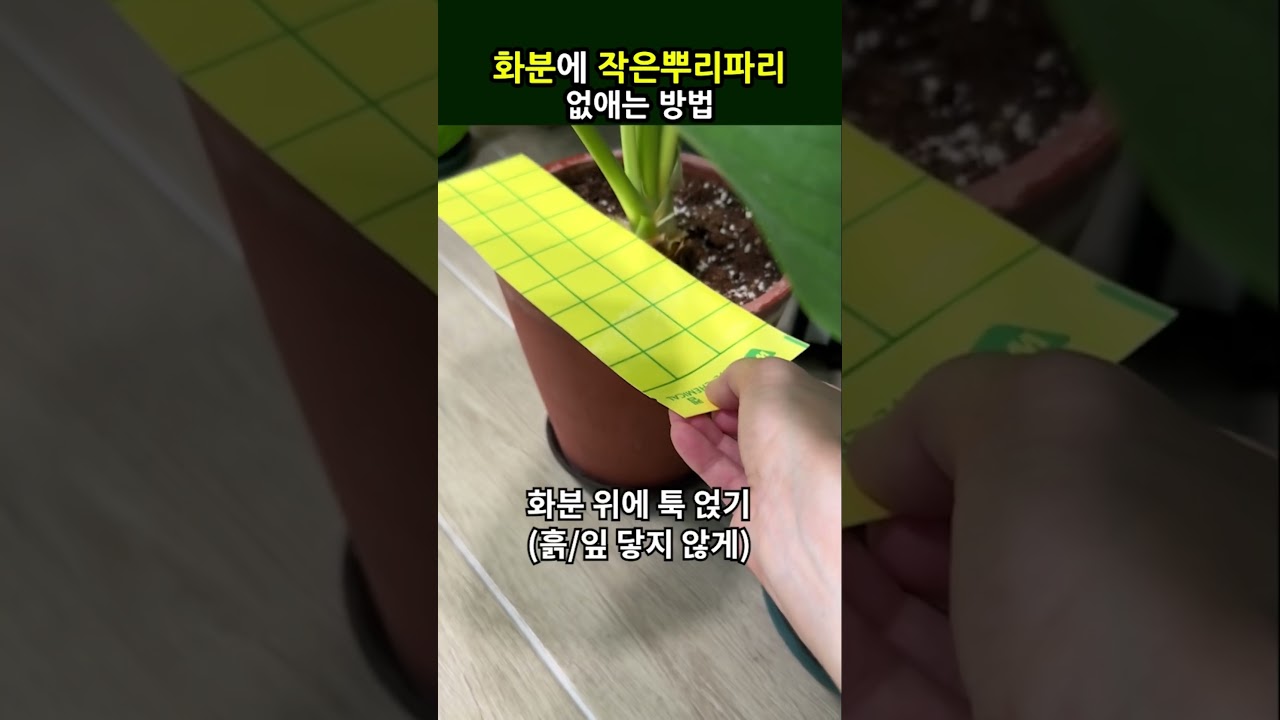 화분에 날파리 농약X살충제X 끈끈이로 없애요