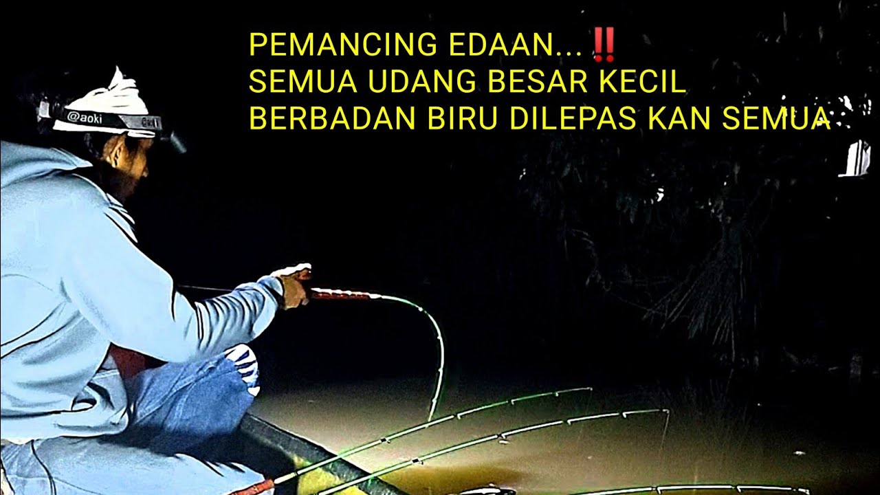 Begitu banyak udang udang besar seperti ini,di lepaskan lagi,,demi kelestarian sungai ini