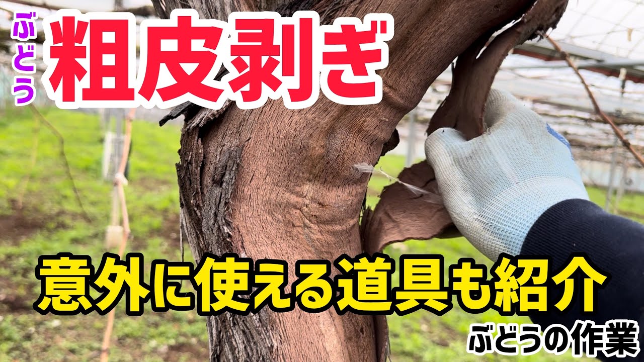 「ぶどうの作業」粗皮剥ぎに使える便利な道具も紹介！