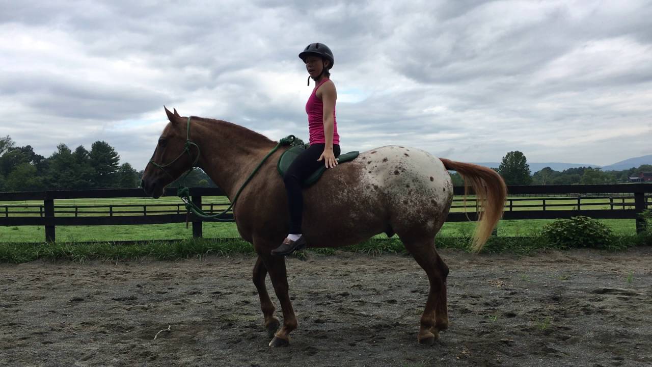 Beginner Horse Yoga