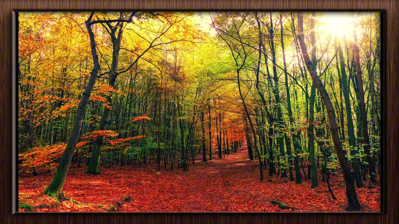 4k Frame for TV Autumn Trees Leaves | Wallpaper | Art | Photo Peaceful Fall Trees | Screensaver